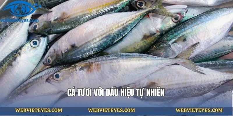 Cá tươi với dấu hiệu tự nhiên