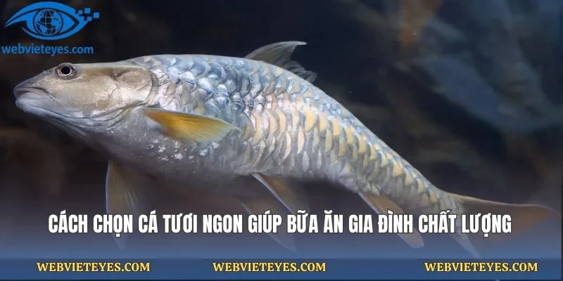 Cách Chọn Cá Tươi Ngon